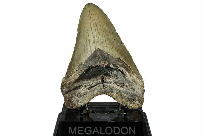 Fossil Megalodon Tooth - North Carolina #328424